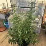 Tropic OZZ x Yellow Melon (Ozz)
