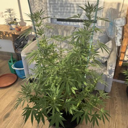 Tropic OZZ x Yellow Melon (Ozz)