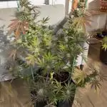 Tropic OZZ x Yellow Melon (Ozz)