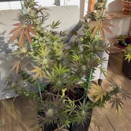 Tropic OZZ x Yellow Melon (Ozz)