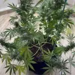 Tropic OZZ x Yellow Melon (Ozz)