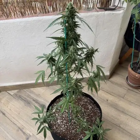 Gorilla 4 Fast (Peppino)