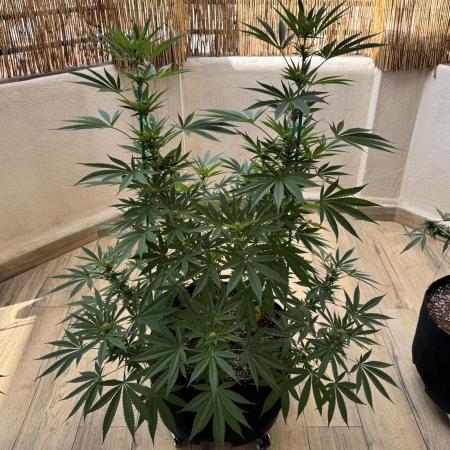 Tropic OZZ x Yellow Melon (Ozz)