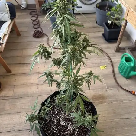 Gorilla 4 Fast (Peppino)