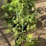 Tropic OZZ x Yellow Melon (Ozz)