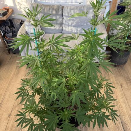 Tropic OZZ x Yellow Melon (Ozz)