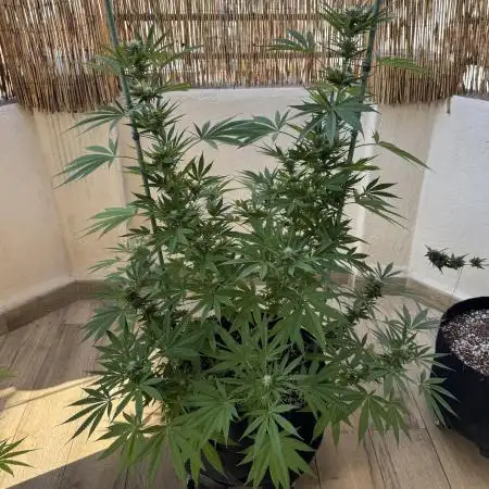 Tropic OZZ x Yellow Melon (Ozz)