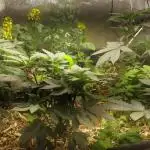 Gimmo's garden of love