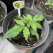 My dinner coffe☕️