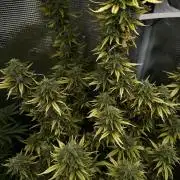 Blue dreamsđ