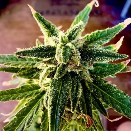 First outdoor try
