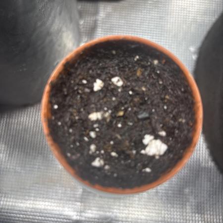 My dinner coffe☕️