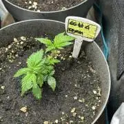 Gg#4 good lady❤️