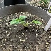 Gg#4 good lady❤️