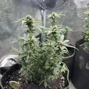 Purple haze indoor