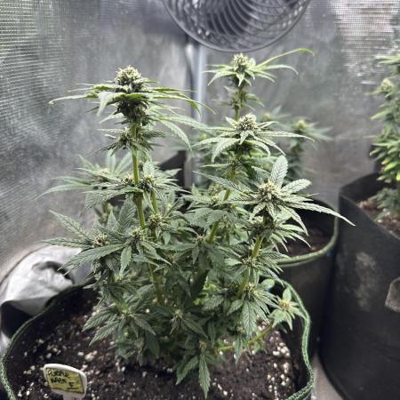 Purple haze indoor