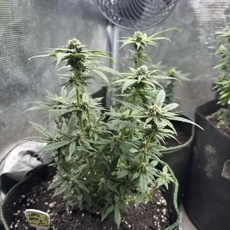 Purple haze indoor