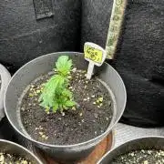 My dinner coffe☕️