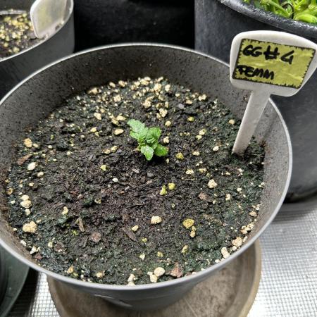 Gg#4 good lady❤️