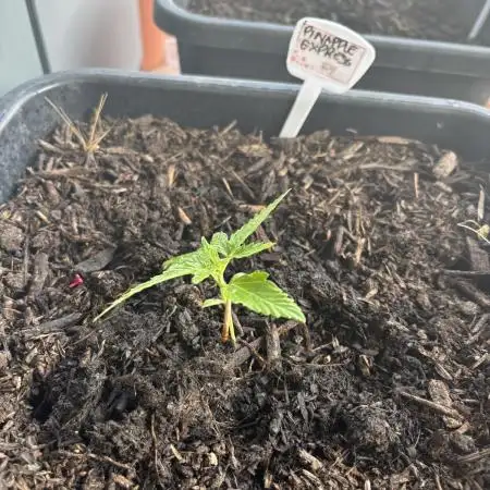 PineApple express f1 auto