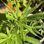 First outdoor try