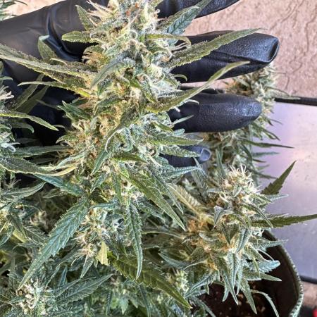 Box 2 femm seriously