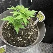 My dinner coffe☕️