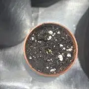 Pineapple juice 🍍🍍🍍