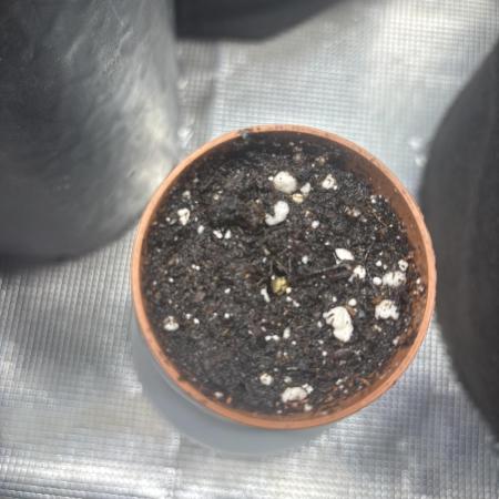 Pineapple juice 🍍🍍🍍