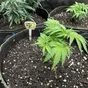 My dinner coffe☕️