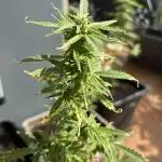 First outdoor try