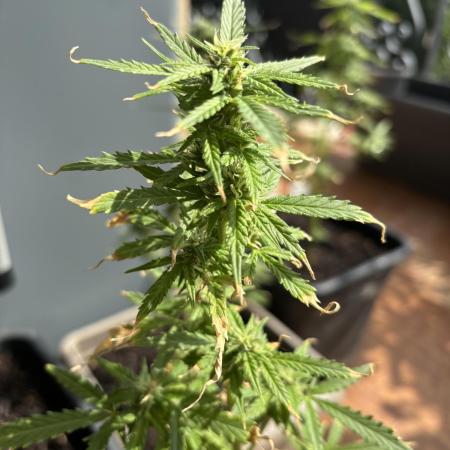 First outdoor try