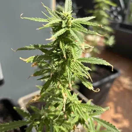 First outdoor try