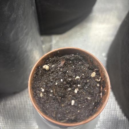 Apple fritter auto indoor