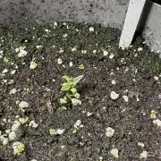 Gg#4 good lady❤️