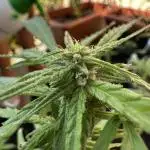 First outdoor try