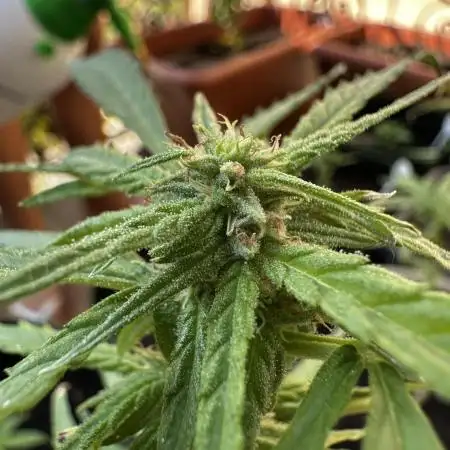 First outdoor try