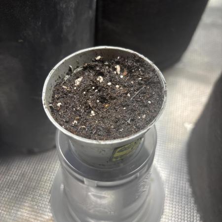 Gg#4 good lady❤️