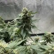 Gg#4 good lady❤️