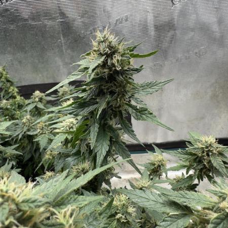 Gg#4 good lady❤️