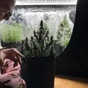 Box 2 auto seriously