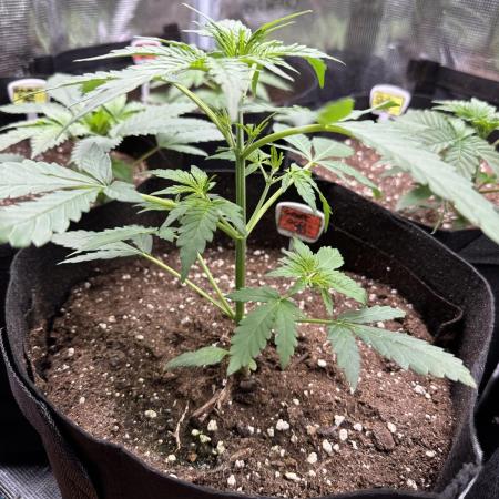 Box 2 auto seriously