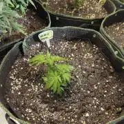 Gg#4 good lady❤️