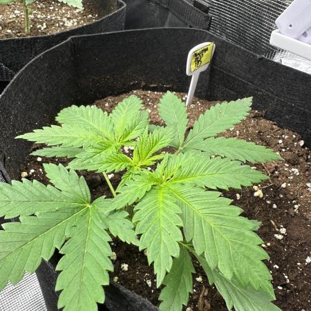 Box 2 femm seriously