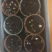 Pineapple juice 🍍🍍🍍