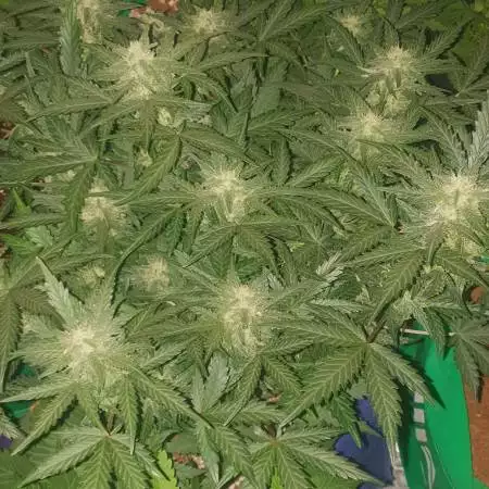 Harvest or not?? Jack Herer Auto