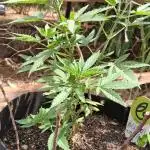 Medical CBD Bluehell