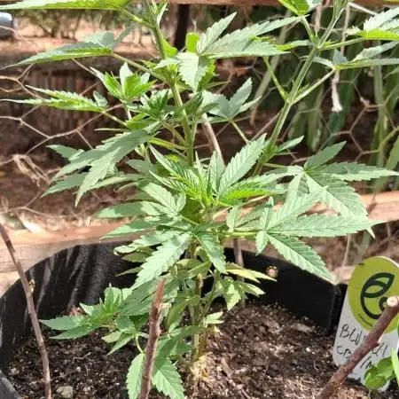 Medical CBD Bluehell