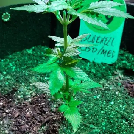 Medical CBD Bluehell