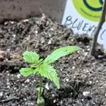 Medical CBD Bluehell